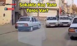 Şanlıurfa’da “Toros”ların Çarpışması Sosyal Medyanın Gündeminde