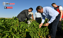 Vali Şıldak, Şanlıurfa’nın Simgesi Biber Hasadına Katıldı