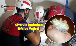 Aptal Karga Gak Dedi Ağzındaki Civciv Lavabo Giderine Düştü