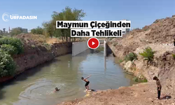 Urfa'da Çocuklar Hastalık Saçan Derelerde Serinliyor