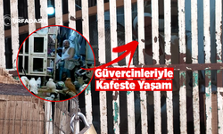 Güvercinleriyle Yaz Kış Hafta Sonu Bile Aynı Kafeste Yaşıyor