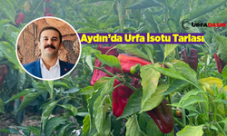 İsotun Şanlıurfa'dan Aydın'a 'Acı' Serüveni