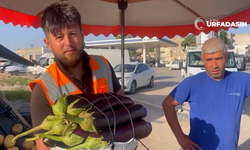 Fırıncılığı Bırakıp Kebaplık Patlıcan Yetiştirmeye Başladı Umduğunu Bulamadı