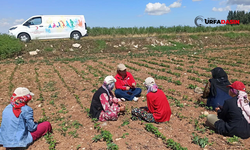 Şanlıurfa'da Pamuk Arazilerinde Çocuk Dostu Mobil Alan Projesi Fos Çıktı