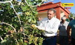 Vali Şıldak Erken Fıstık Hasadına Katıldı