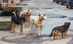 Viranşehir'de Sokak Köpeği Dehşeti, Saldırıya Uğrayan Genç Yaralandı