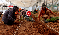 Şanlıurfa Büyükşehir Lokantalarında Kullanmak İçin Domates ve Biber Fideleri Ekti