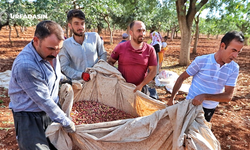 Urfa Fıstığının Kabuğu Meğer Gizli Hazineymiş !