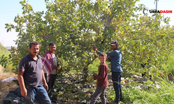 En Büyük Tarım İşletmesinde Fıstık Hasadı Başladı, Bakın Kaç İşçi Çalışıyor