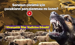 Viranşehir'de Sokak Köpekleri Tehlike Saçıyor!