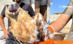 Urfa'da Yaralı Kartal Tedaviye Alındı