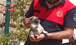 Girdiği Kayalıkların Arasında Sıkışan Yavru Köpeği İtfaiye Kurtardı