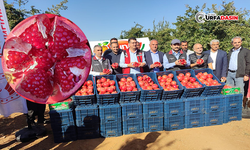 Şanlıurfa’nın Tescilli Narında Verim Çok İyi, Yüksek Rekolte Bekleniyor