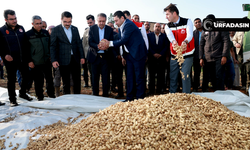 Harran Ovasında Fıstık Gibi Hasat