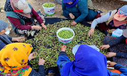 Şanlıurfa'da 3 Milyon Zeytin Ağacında Hasat Başladı; 16 Bin Ton Rekolte Bekleniyor