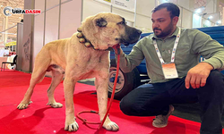 Şanlıurfa’nın Guregh Köpekleri Fiyatlarıyla Dikkatleri Çekiyor