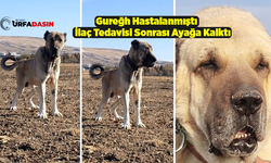 Gureğh Köpeği Fenalaştı Yoğun İlaç Tedavisi Sonra Ayağa Kalktı