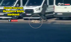 Şanlıurfa’da Köpeğe Yapılan Eziyet Kameraya Yansıdı