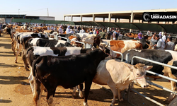 Ramazan Ayında Et Fiyatlarını Frenlemek İçin 40 Bin Canlı Hayvan Alınacak