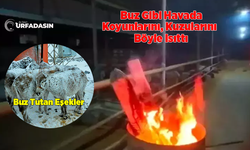 Bir Dönem Buz Tutan Eşeklerle Gündeme Gelen Siverek'te Bu Kez Hayvanlarını Isıttılar