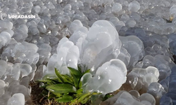 Tarım Sigortası Bulunmayan Tüm Çiftçileri İlgilendiriyor