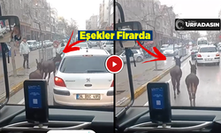 Urfa'da Eşekler Caddeye İndi Trafikte Zor Anlar Yaşandı