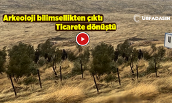 Göbeklitepe'de Zeytin Ağaçlarını Söktüler İleride Buralar Eskiden Hep Zeytinlikti Diyeceksiniz