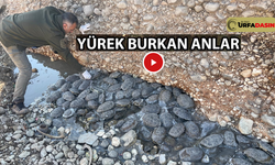 Suyu Kesilen Şanlıurfa Karakoyun Deresinde Mahsur Kalan 316 Kaplumbağa Kurtarıldı