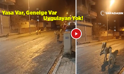 Viranşehir'de Sokak Köpekleri Vatandaşları Tedirgin Ediyor