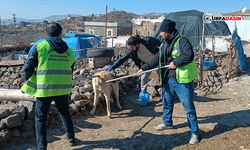 Şanlıurfa'da Kuduz Alarmı: 3 Kişi Yaralandı, Köy Karantinaya Alındı