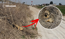 Şanlıurfa'da Yaralı Çakal İlgi Bekliyor!