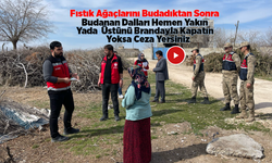 Şanlıurfa’da Fıstık Ağaçlarında Budanan Dallar İmha Edilmeyince Karagöz Kurdu Üretiyor