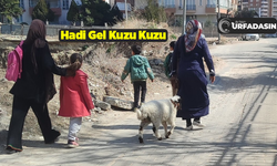 Şanlıurfa'da Kuzularla, Kuzunun Okul Yolculuğu