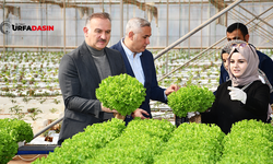 Harran Üniversitesi'nde Topraksız Marul Hasadına Başlandı