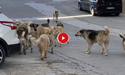 Birecik'te Başıboş Köpekler Tedirgin Ediyor