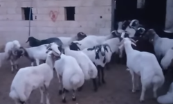 Şanlıurfa'da Kurban Bayramı Öncesi Hayvan Hırsızlığı Arttı