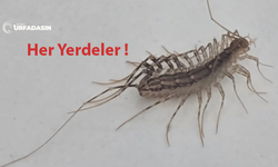 Şanlıurfa'da Çok Görülmeye Başlandı Zehirli Olanları da Var