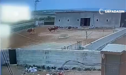 Suruç’ta Gece Yarısı Büyükbaş Hayvan Hırsızlı Kamerada