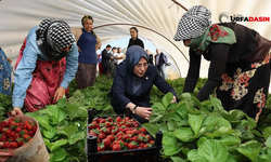 Şanlıurfa'da İlk Çilek Hasadını Milletvekili Yaptı