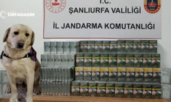 Şanlıurfa'da Hassas Burunlu Köpekle Kaçak Sigara Operasyonu