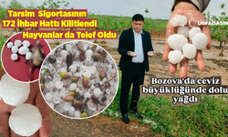 Şanlıurfa'da Dolu Yağışı Bozova Çiftçisinin Anasını Ağlattı!