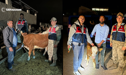 Urfa'da Hayvan Hırsızları İşbaşında Jandarma Enselerinde