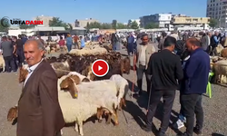 Şanlıurfa'da Kurban Bayramı Öncesi Hayvan Pazarı Hareketlendi