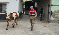 Şanlıurfa'da Kaybolan Hayvanları Jandarma Buldu