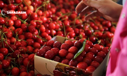 Sapına Kadar Faydası Var ! Kiraz Sapından Bir Bardak Çay Yapıp İçin O Sorunlara Son Verin