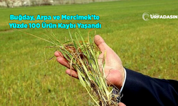 Şanlıurfa Kuraklıkta Son 65 Yılın En Kötüsünü Yaşadı