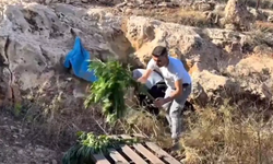 Şanlıurfa'da Mağarada 88 Kök Kenevir,7 Bin 850 Adet Hap Ele Geçirildi