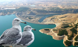 Atatürk Barajındaki Küçük Adalar Martılara Yuva Oluyor
