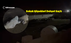 Şanlıurfa'da Sokak Köpekleri Saldırdı 30 Kuzu Telef Oldu!