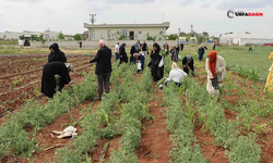 Şanlıurfa’da Emekli Kadınlara Süs Bitkisi Yetiştirecek